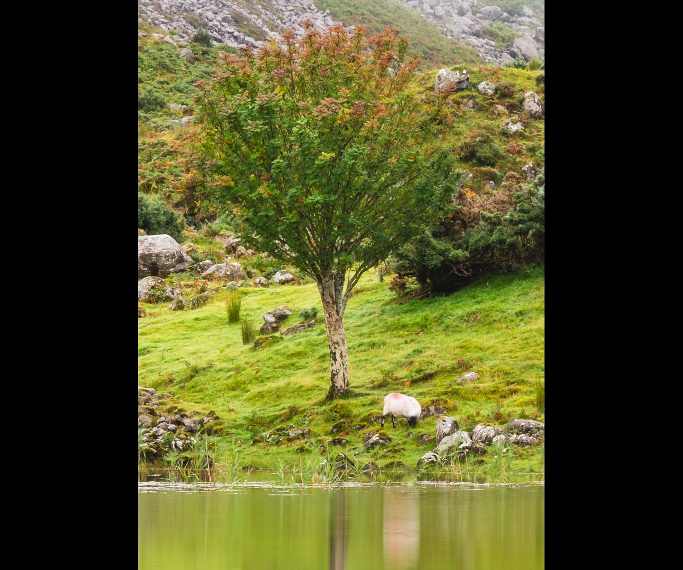 close up of tree and sheep