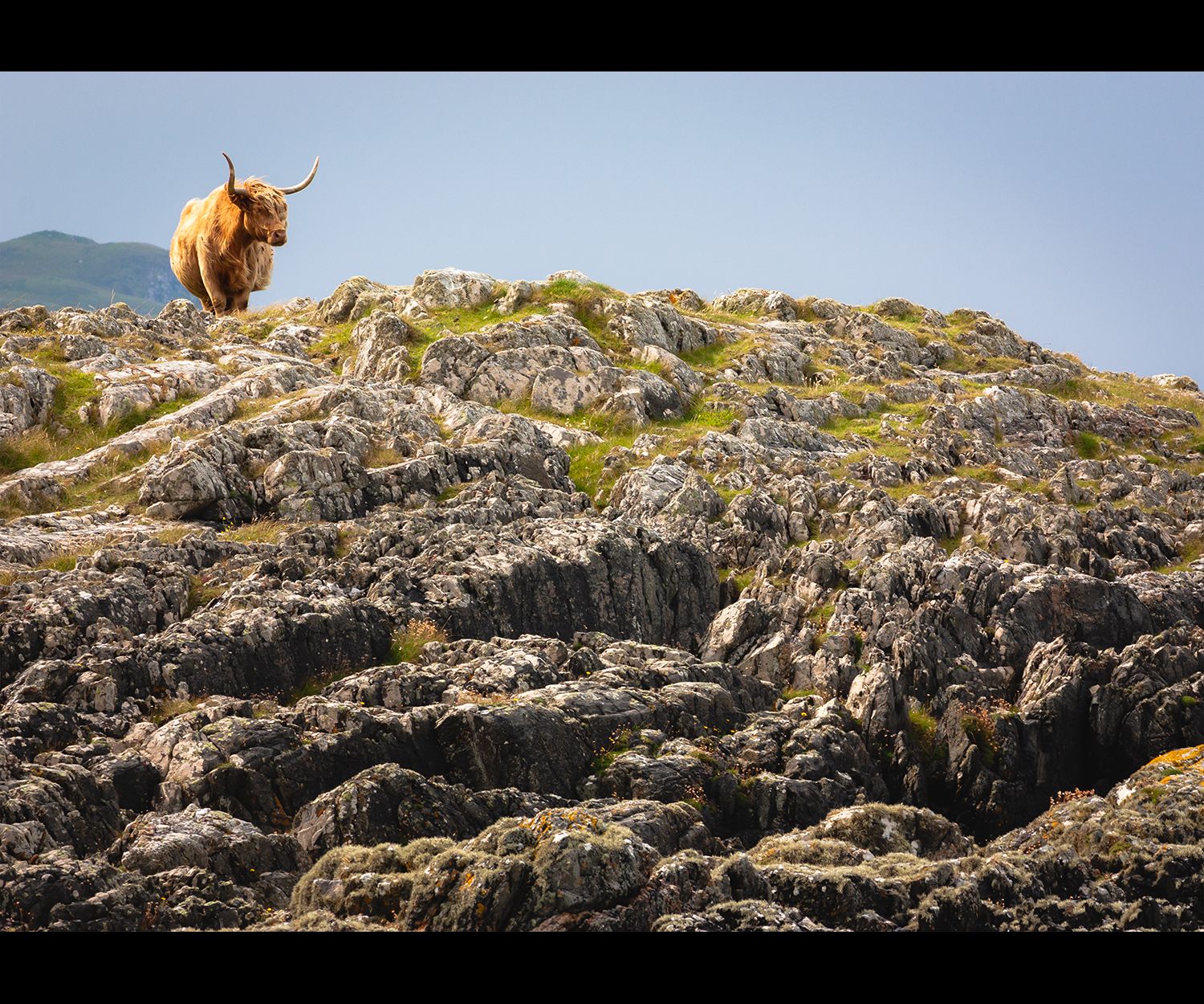 Highland cow standing on cliff