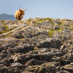 Highland cow standing on cliff