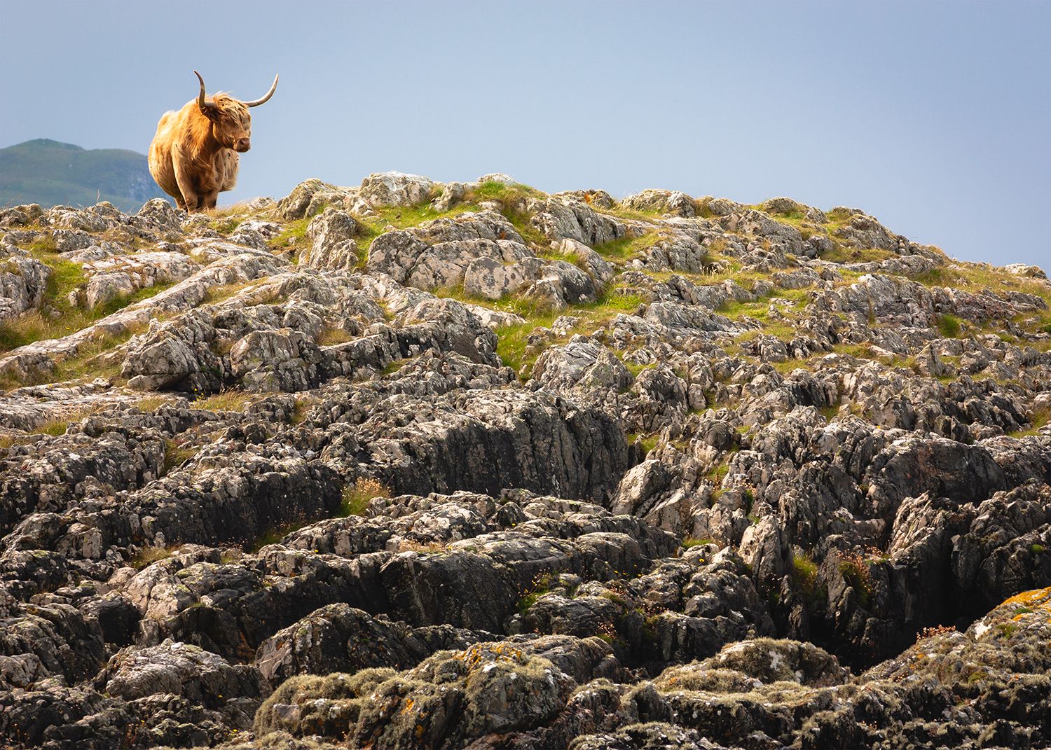 Highland cow standing on cliff