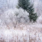 Trees covered in ice