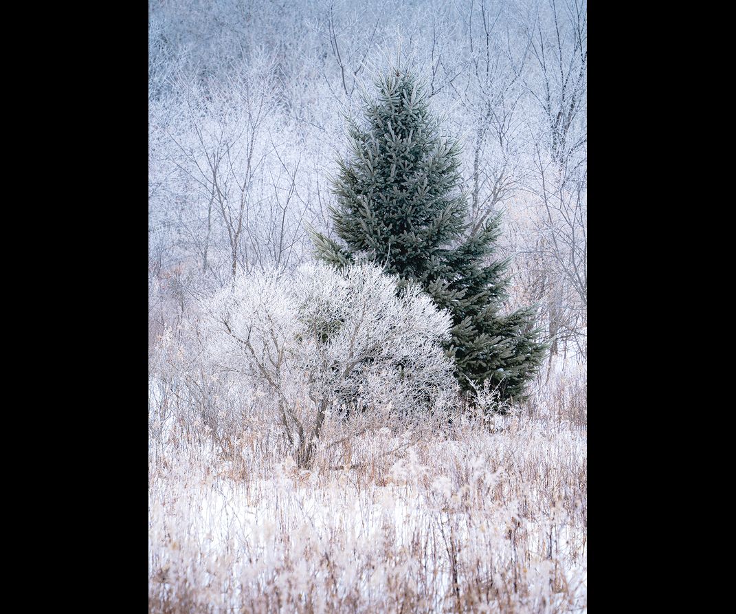 Trees covered in ice