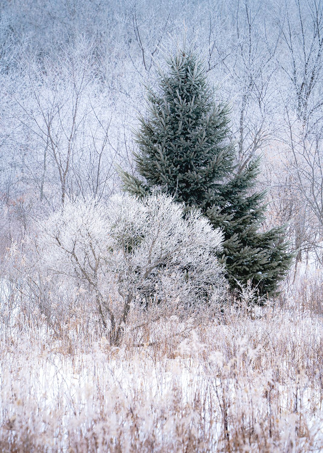 Trees covered in ice