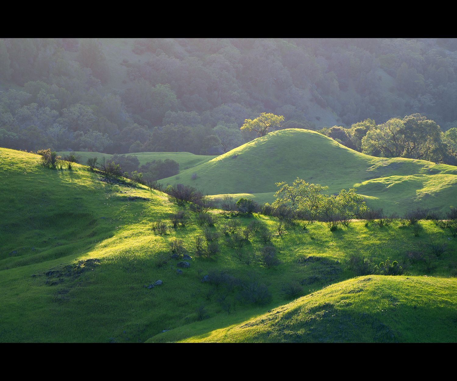Rolling green hills in spring bathed in light. A few trees dot the hills and they feature vibrant green leaves.