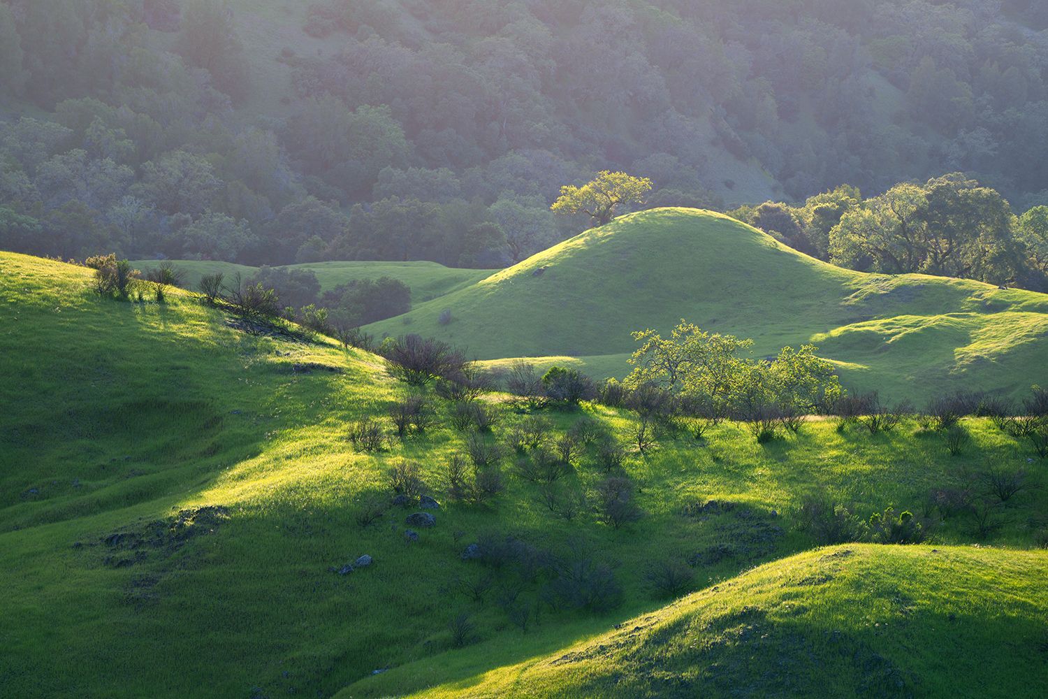Rolling green hills in spring bathed in light. A few trees dot the hills and they feature vibrant green leaves.