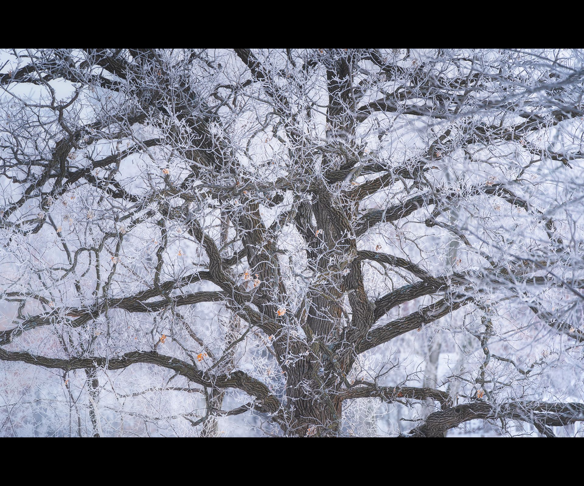 Trees covered in ice