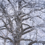 Trees covered in ice