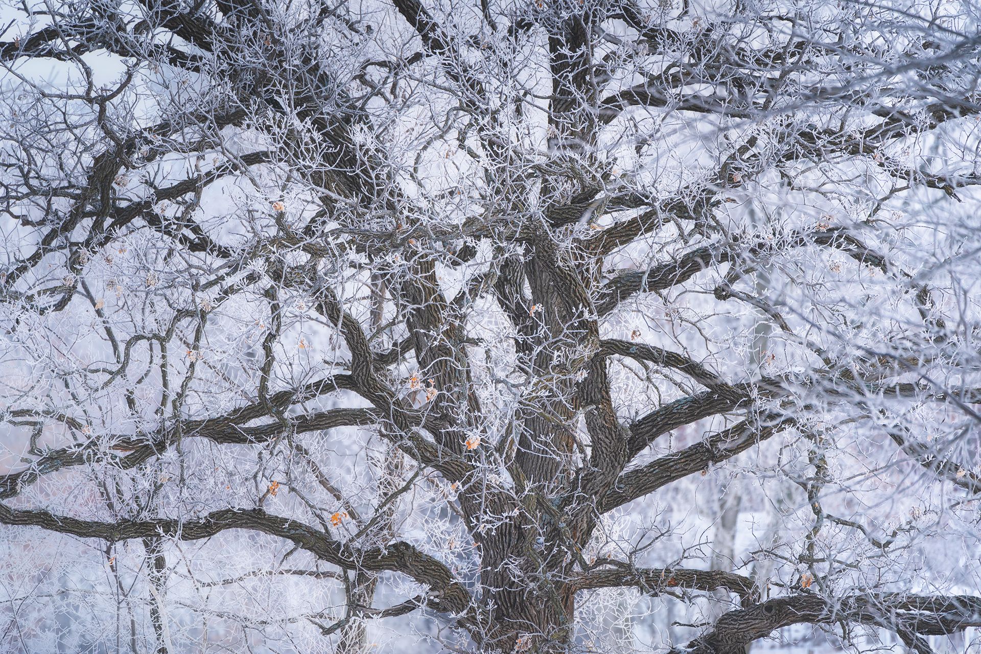 Trees covered in ice