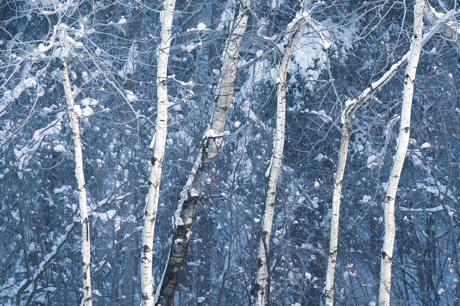 Bright white trees against a dark blue snowy backdrop