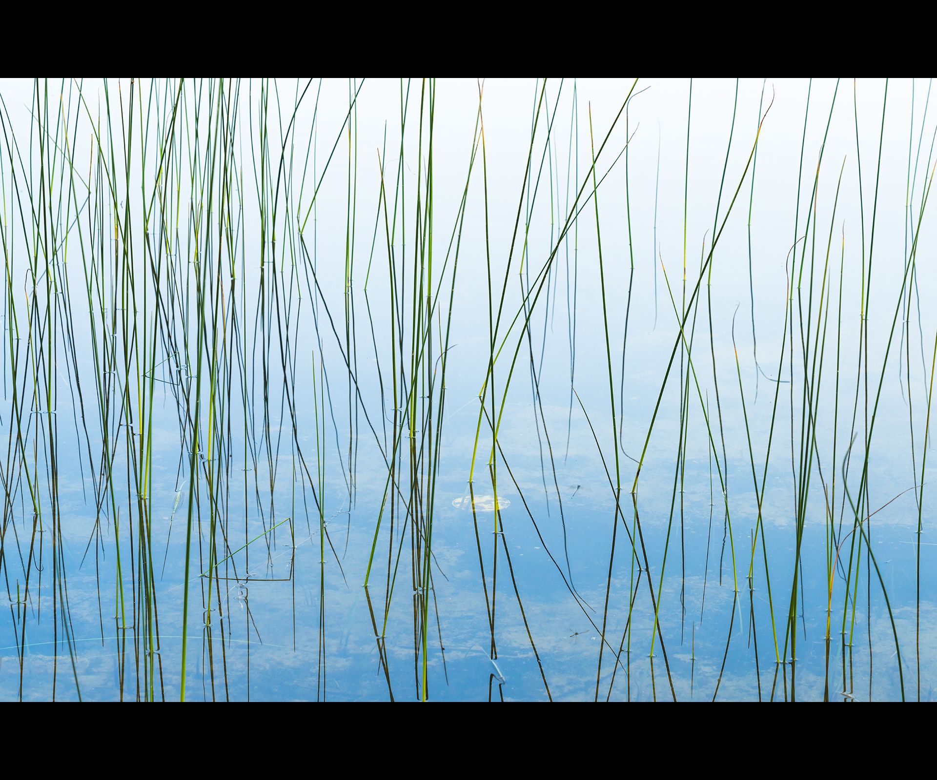 Reeds reflecting in a still lake