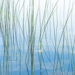 Reeds reflecting in a still lake