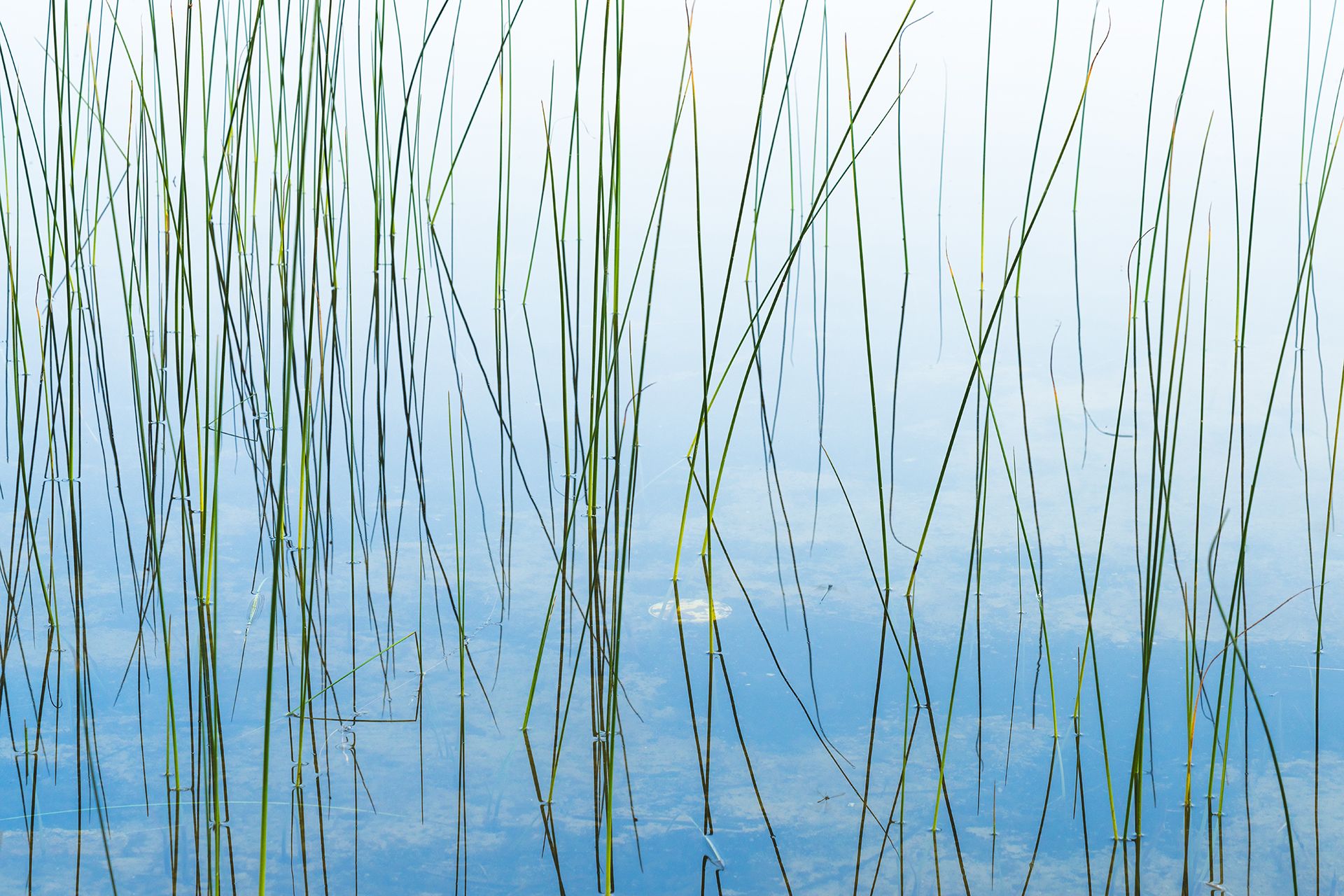 Reeds reflecting in a still lake